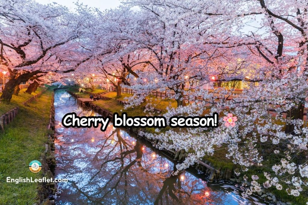 Cherry Pun Captions