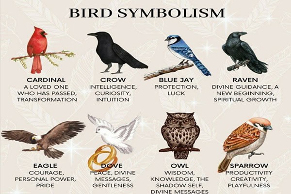 Bird Symbolism: Meanings of 20 Powerful Birds Explained