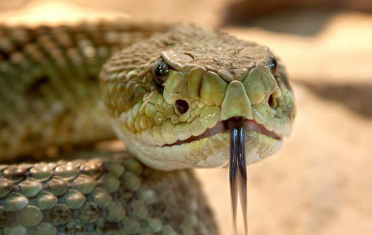 Keep Snakes Away Naturally: Your Complete Guide to Snake Repellents