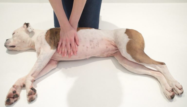 Protect Your Pet with CPR and First Aid Training