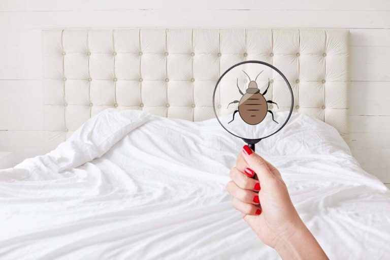 Smart Strategies for Keeping Bed Bugs at Bay: Home and Travel Tips