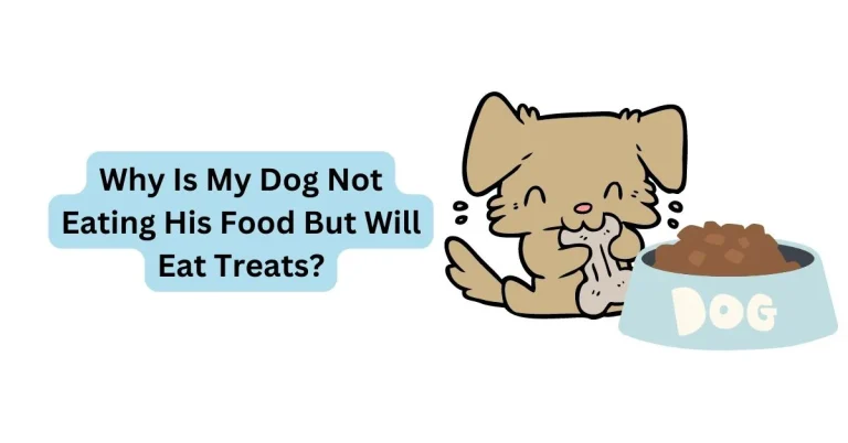 Why Is My Dog Not Eating His Food But Will Eat Treats Reasons 2026 Why Is My Dog Not Eating His Food But Will Eat Treats Reasons 2026
