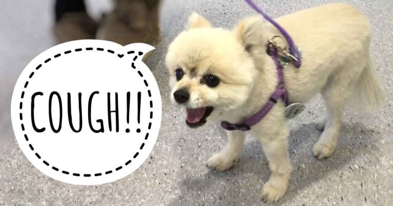 Why Is My Dog Coughing? Causes & When to Worry 2026 Why Is My Dog Coughing? Causes & When to Worry 2026