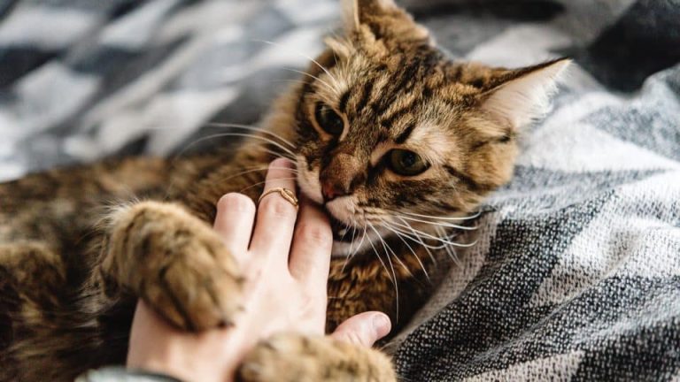 Why Does My Cat Bite Me When I Pet Her? Behavior 2026