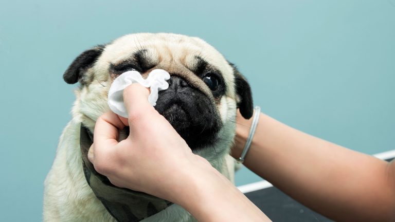 Why Is My Dogs Nose Running and How to Treat It 2026