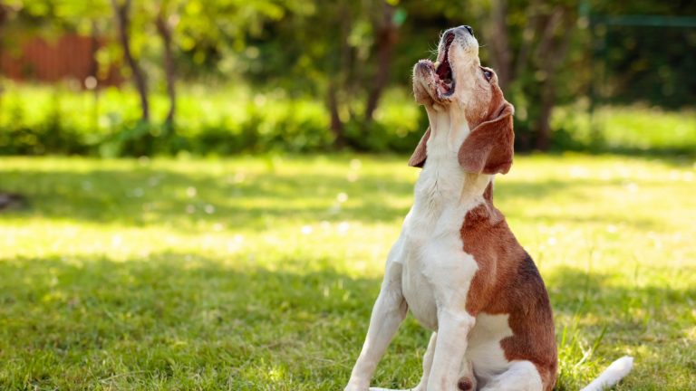 Why Do Dogs Howl at Sirens? Causes & Meaning 2026