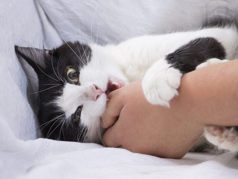 Why is My Cat Biting Me? Hidden Causes You Should Know 2026 Why is My Cat Biting Me? Hidden Causes You Should Know 2026