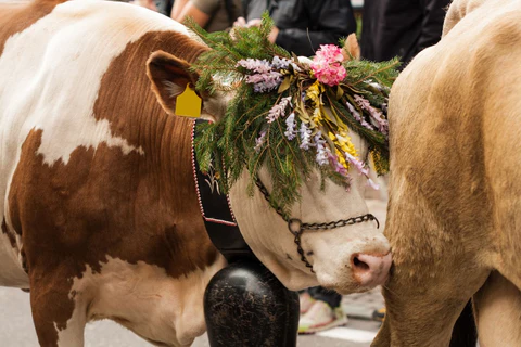Why Do Cows Wear Bells? History & Purpose 2026