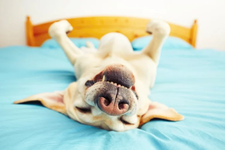 Why Do Dogs Snore? Vet Advice You Should Know 2026