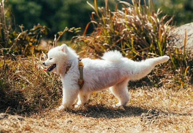 Why Do Dogs Kick After Pooping? Key Reasons Revealed 2026