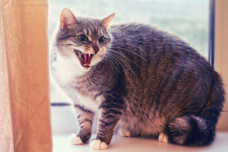Why Is My Cat So Vocal? Behavior Explained 2026
