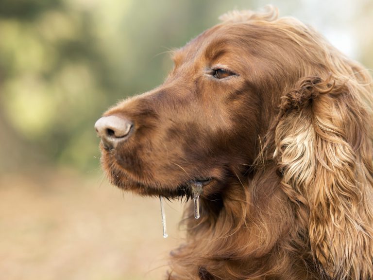 Why Is My Dog Salivating So Much All of a Sudden? Explained 2026