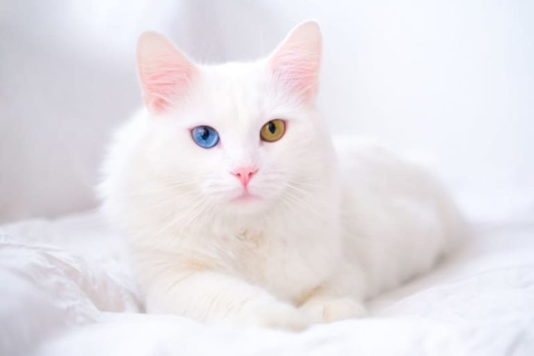 Why Is My Cat Breathing Fast All of a Sudden? 2026
