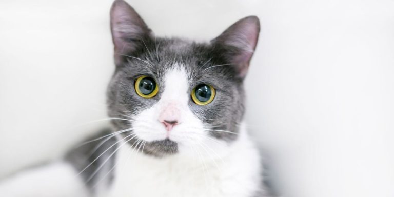 Why Do Cats Eyes Dilate? What It Really Means 2026