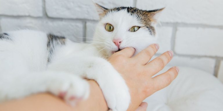 Why Do Cats Bite When You Pet Them? Reasons Revealed 2026 Why Do Cats Bite When You Pet Them? Reasons Revealed 2026