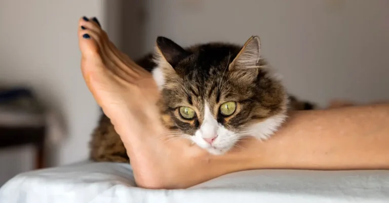 Why Do Cats Sleep at Your Feet? Surprising Reasons 2026