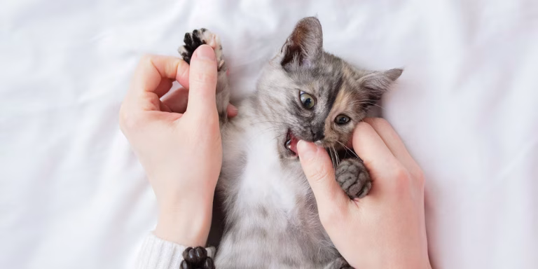 Why Does My Cat Keep Biting Me? Behavior Explained 2026 Why Does My Cat Keep Biting Me? Behavior Explained 2026