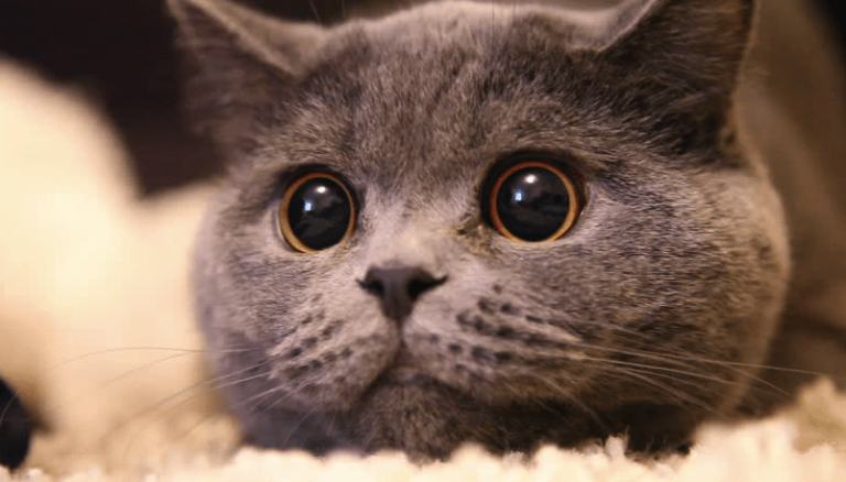 Why Do Cats Pupils Get Big? 7 Surprising Causes 2026 Why Do Cats Pupils Get Big? 7 Surprising Causes 2026
