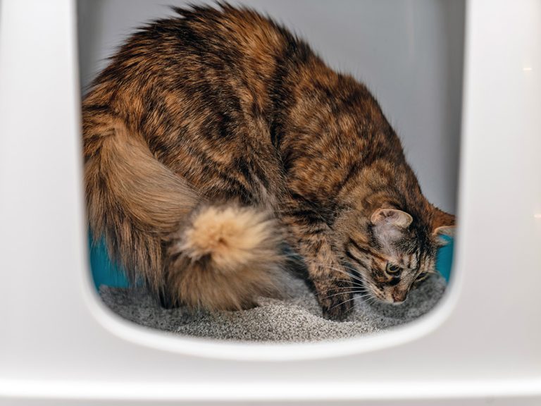 Why Do Cats Bury Their Poop? Expert Insights 2026