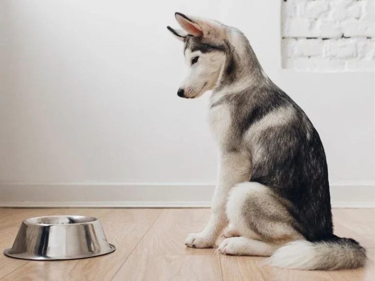 Why Is My Dog Not Drinking Water But Eating? Warning Signs 2026