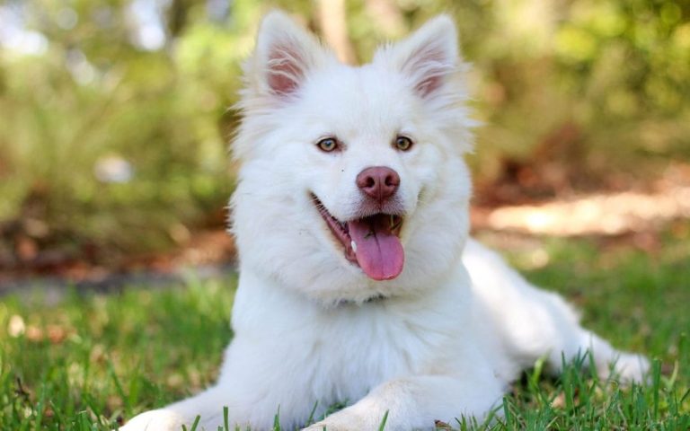 Why Won't My Dog Drink Water? Causes & What to Do 2026