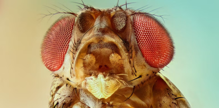 Why Are Flies So Annoying? Experts Explain 2026