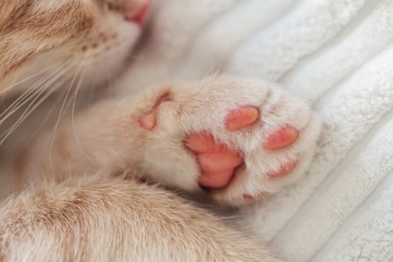 Why Is My Cat Limping? Easy Ways to Help at Home 2026