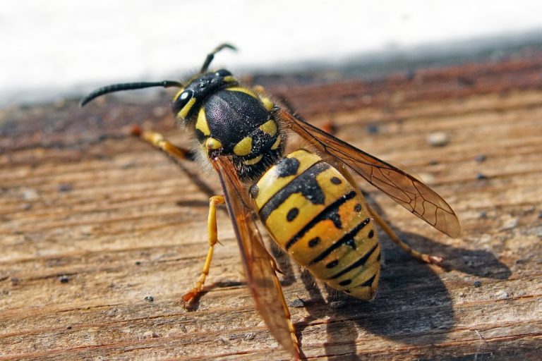 Why Do Wasps Sting? Causes, Triggers & Prevention 2026