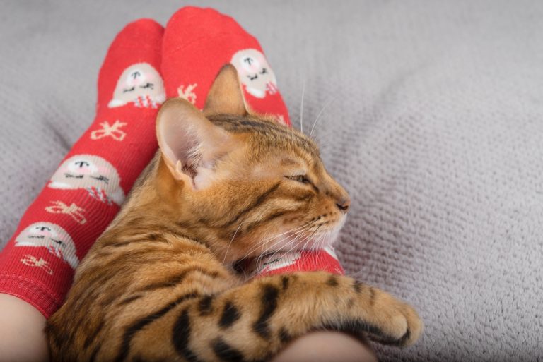 Why Does My Cat Sleep by My Feet? Love or Comfort? 2026 Why Does My Cat Sleep by My Feet? Love or Comfort? 2026