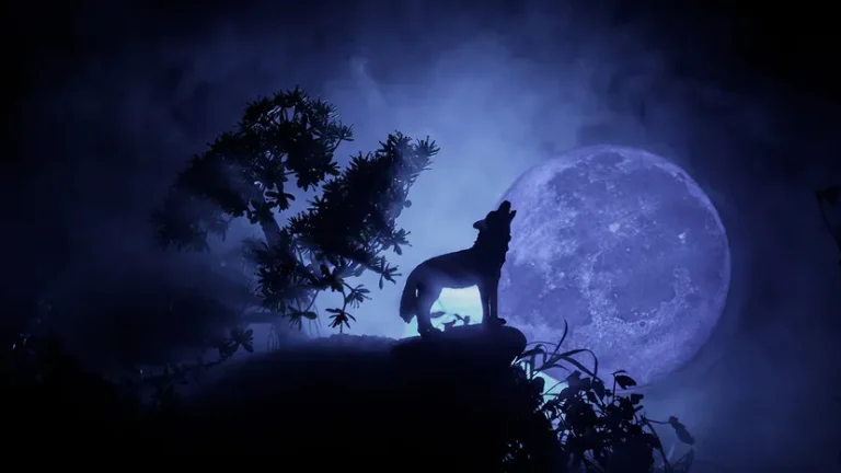 Why Do Dogs Howl at Night? How to Stop It 2026 Why Do Dogs Howl at Night? How to Stop It 2026