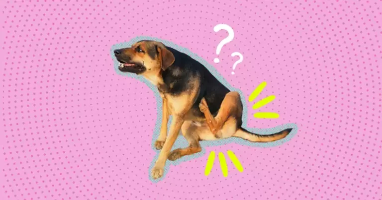Why Do Dogs Scoot Their Butts? Signs to Watch For 2026 Why Do Dogs Scoot Their Butts? Signs to Watch For 2026