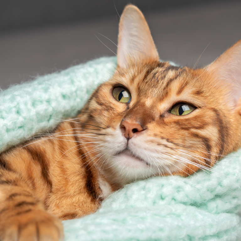 Why Are My Cat’s Ears Cold? Causes & When to Worry 2026 Why Are My Cat's Ears Cold? Causes & When to Worry 2026