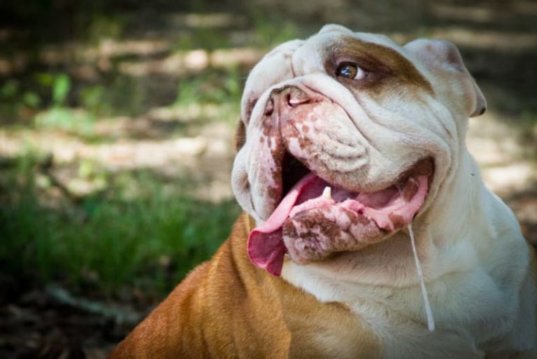 Why Is My Dog Drooling So Much All Of A Sudden? (Causes & Fixes) 2026