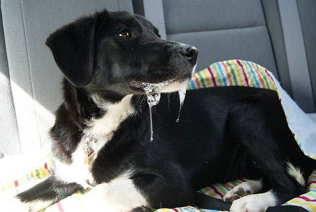 Why Is My Dog Drooling So Much All Of A Sudden? (Causes & Fixes) 2026