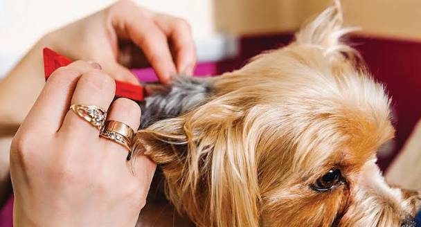 Why Does My Dog Keep Scratching? Causes Explained 2026