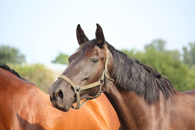 Why Can't Horses Throw Up? Here's Why 2026