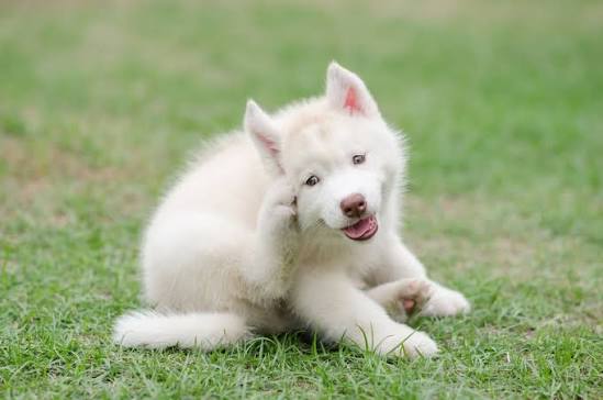 Why Does My Dog Keep Scratching? Causes Explained 2026
