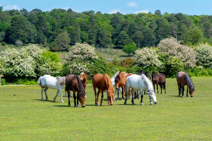 Why Can't Horses Throw Up? Here's Why 2026