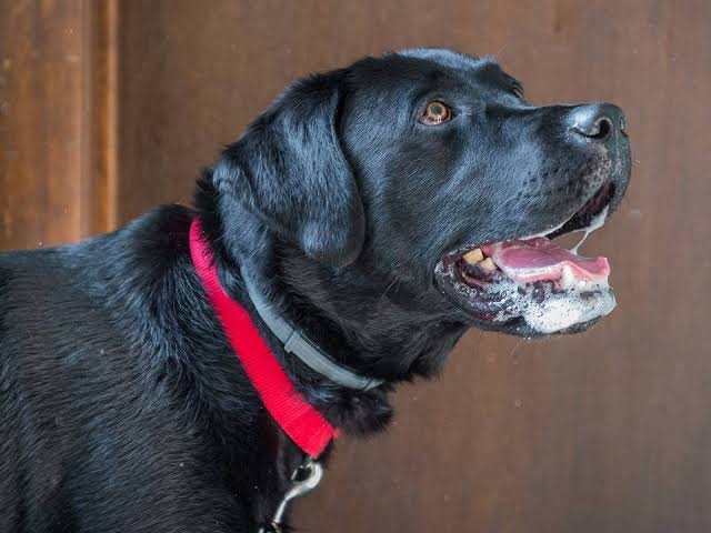 Why Is My Dog Drooling So Much All Of A Sudden? (Causes & Fixes) 2026