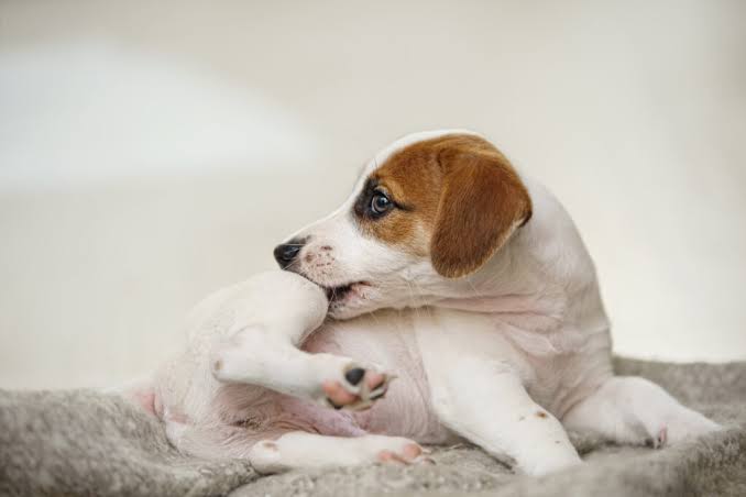 Why Does My Dog Keep Scratching? Causes Explained 2026