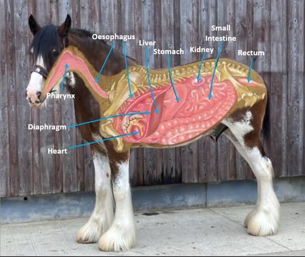 Why Can't Horses Throw Up? Here's Why 2026