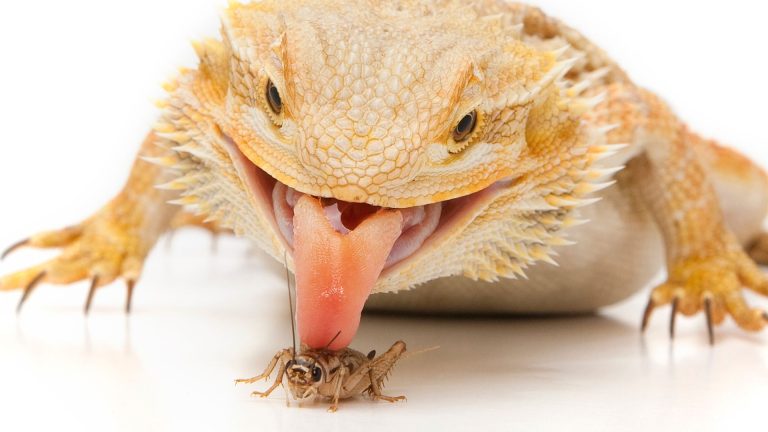Why Does My Bearded Dragon Lick Me? Real Reasons Explained 2026