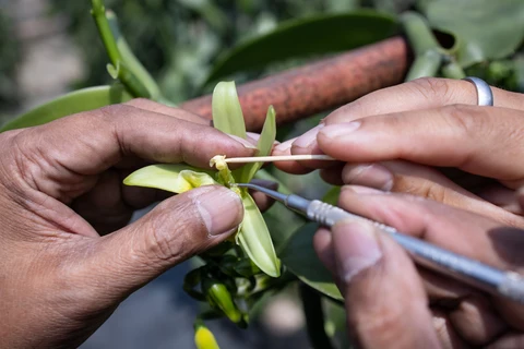 Why Is Vanilla So Expensive? The Real Reason Explained2026