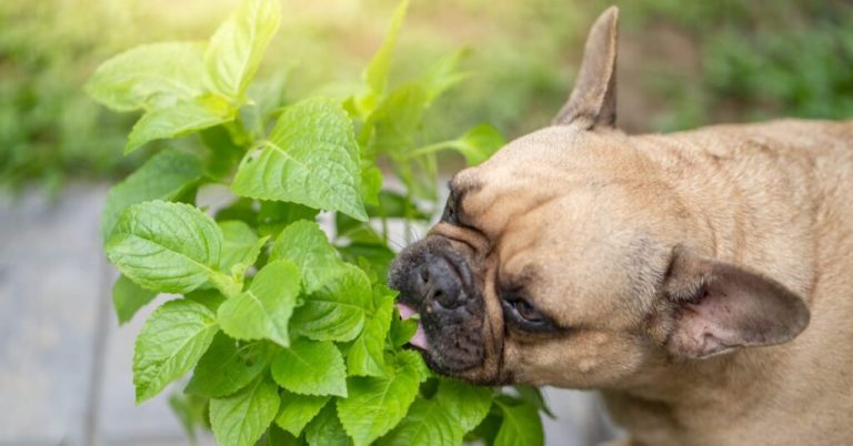 Why Do Dogs Eat Leaves? Causes & What to Do 2026