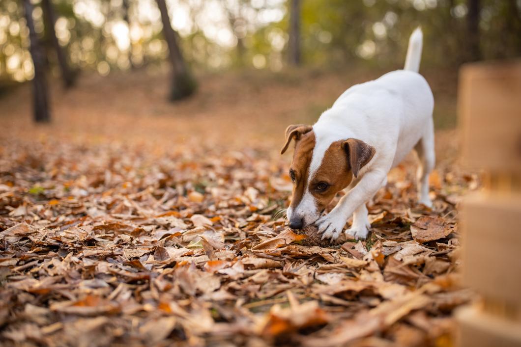 Why Do Dogs Eat Leaves? Causes & What to Do 2026