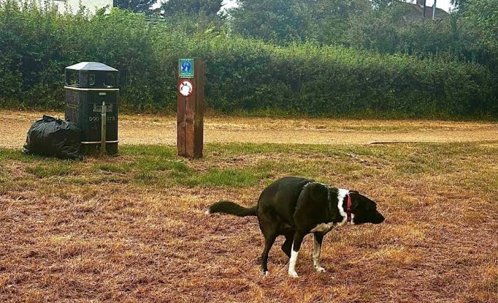 Why Does My Dog Walk and Poop? Should You Worry? 2026