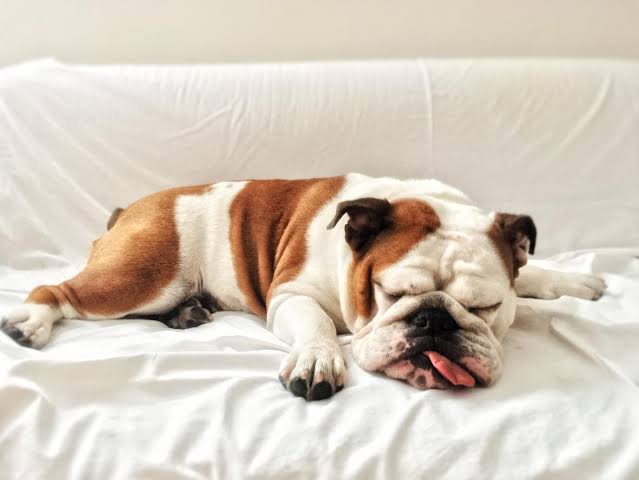 Why Does My Dog Sleep With His Tongue Out? Here's Why 2026