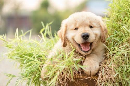 Why Do Dogs Eat Leaves? Causes & What to Do 2026
