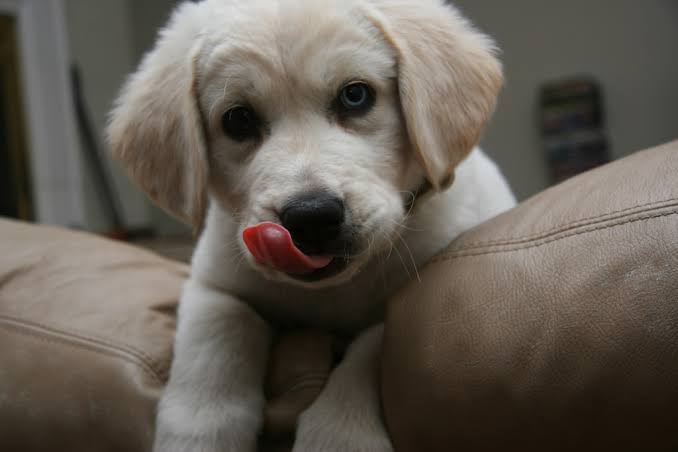 Why Do Dogs Eat Their Own Vomit? Should You Worry? 2026