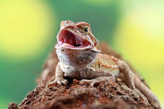 Why Does My Bearded Dragon Lick Me? Real Reasons Explained 2026